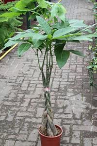 Planta de interior - Planta para la casa o la oficina - Pachira