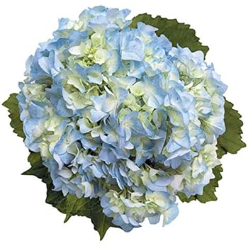 Paper House Productions 3.75