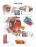 The Eye Anatomical Chart, Anatomical Chart Company Staff, 1587797070