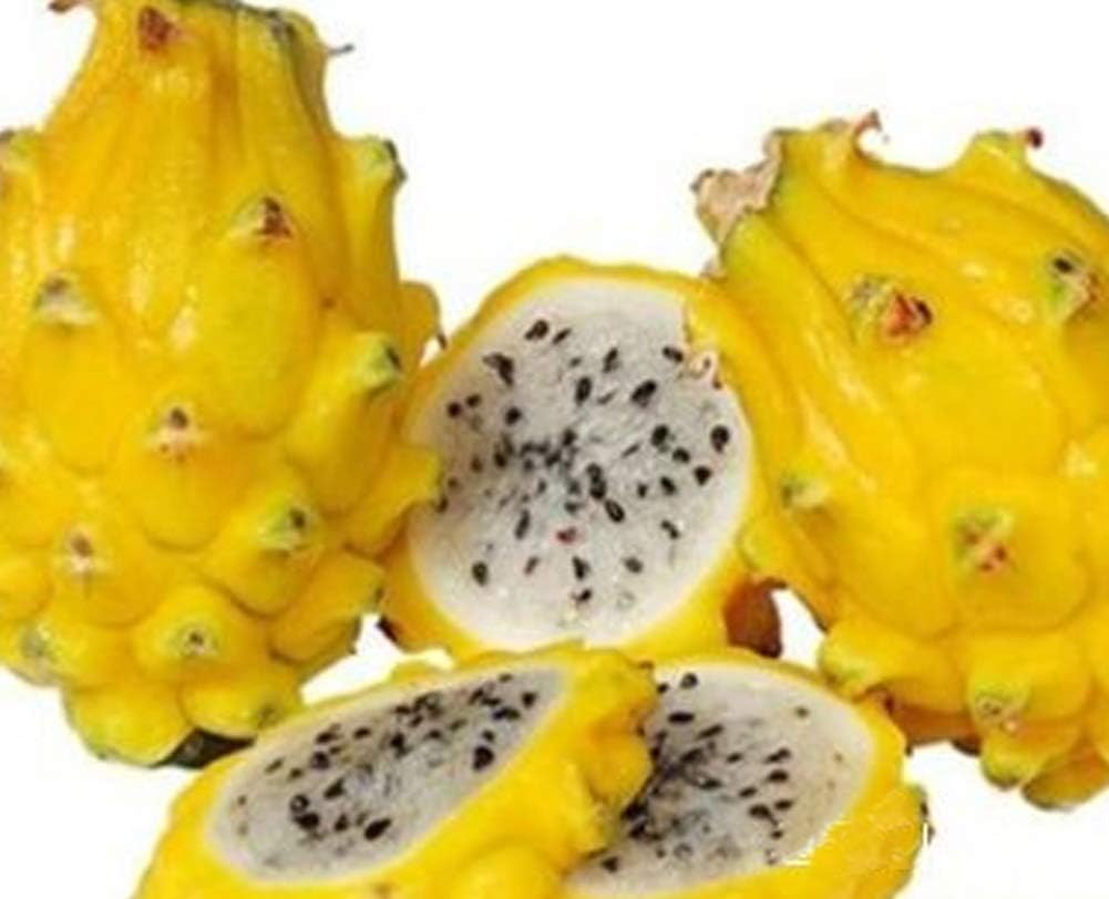 100pcs Fruit Seeds Pitaya Dragon Fruit Rare Exotic Plant Seeds Mix for Garden Pot Farm (Yellow)