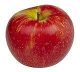 Honeycrisp Apple Tree - Healthy - Established - Trade Gallon Potted - 1 Plant by Growers Solution