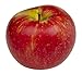 Honeycrisp Apple Tree - Healthy - Established - Trade Gallon Potted - 1 Plant by Growers Solution