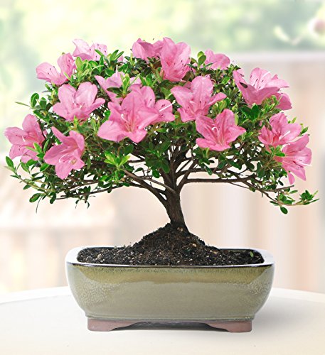 1 Brussels+Satsuki+Azalea+Outdoor+Bonsai