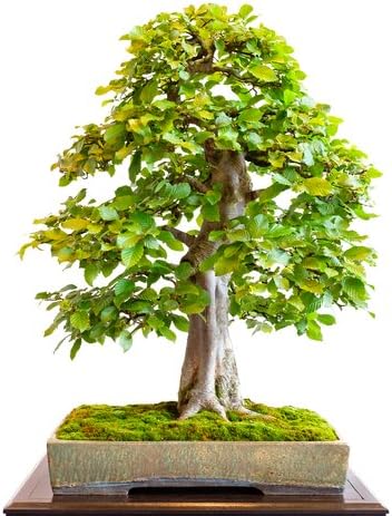 RP Seeds Carpinus betulus (Common Hornbeam) - 30 Seeds. British Native Tree.