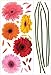 RoomMates RMK1279GM Gerber Daisies Peel and Stick Wall Decals