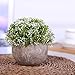 HC STAR Artificial Plant Potted Mini Fake Plant Decorative Lifelike Flower Green Plants