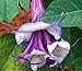 25 Double Purple Angels Trumpet Seeds/