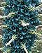 #1125-- 5 PUYA BERTERONIANA FLOWER SEEDS
