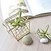 Dahey Air Plant Holder Metal Tillandsia Rack Gemometric Planter Air Ferns Display Container for Tabletop Ornament Air Plant Stand Indoor 4″thumb 2
