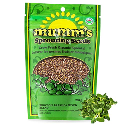 Mumm's Sprouting Seeds - Broccoli Brassica Mixed Blend - 200 GR - Sprout Your Own Organic Microgreen - Easy Sprouter Kit - Thumbnail 7