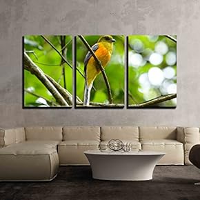 3 Piece Canvas Wall Art - Beautiful Male Orange-Breasted Trogon (Harpactes oreskios) Sitting on Branch - Modern Home Art Stretched and Framed Ready to Hang - 16"x24"x3 Panels