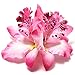 10 Pcs Multicolor Women Girls Orchid Flower Leopard Hair Clip Wedding Party Beach Bridal Hairclip Hair Pins Hair Barrette Accessories