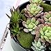 MyGift® 6 inch Realistic Artificial Faux Mixed Succulent Plants Arrangement w/Black Round Ceramic Vase