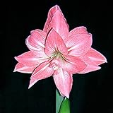 C-Pioneer Beautiful Plants Elvas Double Amaryllis HIPPEASTRUM Seeds - 2 Bulbs