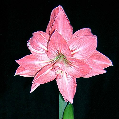 C-Pioneer Beautiful Plants Elvas Double Amaryllis HIPPEASTRUM Seeds - 2 Bulbs