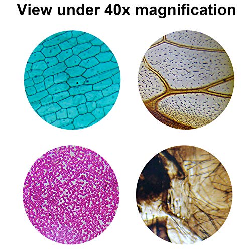 2 MAXLAPTER+Microscope+Prepared+Students+Education