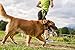 Treat4Pet Premium Hands Free Dog Leash for Running, Comfortable Waistbelt & Adjustable Length! Reflective Stitching & Control Handle. Retractable Shock Absorbing Bungee for up to 150 lbs Large Dogs.