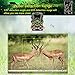 Trail Camera, 1080P 16MP Game Camera with 120°Wide Angle 80ft Detection Range, Night Vision Motion Activated, 36 pcs 940nm IR LEDs, IP65 Waterproof, 0.3s Trigger Time Wildlife Hunting Camera