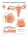 The Female Reproductive System Anatomical Chart