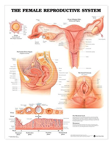 The Female Reproductive System Anatomical Chart - //medicalbooks.filipinodoctors.org