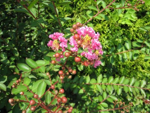 【6か月枯れ保証】【夏に花が咲く木】サルスベリ 1.0m