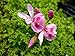 Strawberry Scented Geranium Live Plant