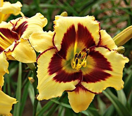 El Desperado Day Lily Certified 5 Seeds Hemerocallis Upc643451294545