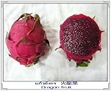 20 PURPLE DRAGON FRUIT (Pitaya / Pitahaya / Strawberry Pear) Hylocereus Undatus Cactus Seeds