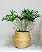 Cocoboo - Natural Seagrass Belly Basket, handmade, Soft Lightweight, Foldable, Storage (16 x 14 inches) X-Large
