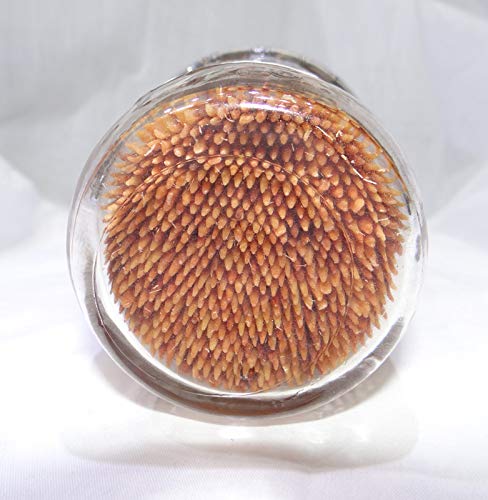 600 Cinnamon Flavor Natural Wooden Toothpicks in Glass Jar with Lid - Use to Quit Smoking and Freshen Breath After Food and Drink - an Alternative to Gum, Mints and Cigarettes