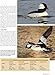 Wings on the Water: The Great Gallery of Ducks, Geese and Loons