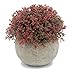 Velener Mini Plastic Artificial Pine Ball Topiary Plant with Pots for Home Decor (Red Clover)