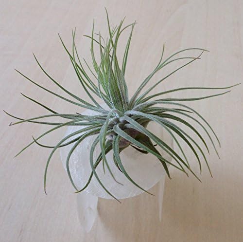 Velvet Texture Air Plant rests on a capiz shell base