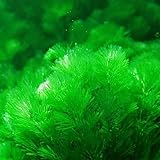 super1798 1000Pcs Mixed Grass Seeds Aquarium Tank Decor Water Green Plant Seed