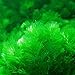 super1798 1000Pcs Mixed Grass Seeds Aquarium Tank Decor Water Green Plant Seed