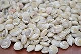 1400+ Pcs White Tiny Pearl Umbonium Sea Shell Beach Craft 1 Pound