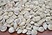 1400+ Pcs White Tiny Pearl Umbonium Sea Shell Beach Craft 1 Pound