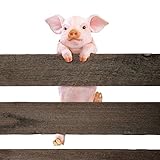 Climbing Piggy Fence Decor