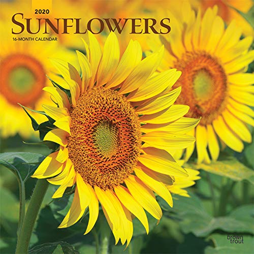 Sunflowers 2020 12 x 12 Inch Monthly Square Wall Calendar, Flower Floral Plant Outdoor Nature by 