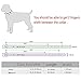 Younther Pet PU Rivets Adjustable Skull Head Dog Chain Ring Collar Spiked Studded Leather Dog Collar for Small or Medium Pet