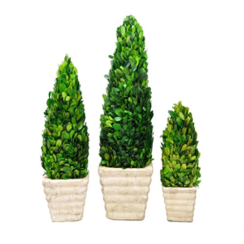 Galt International Naturally Preserved Real Boxwood Cone Shaped Topiary Plants with Decorative Pots, 11/16/20-Inch, Set of 3