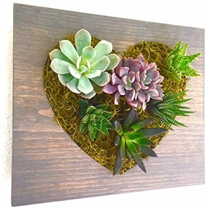 Custom Color Heart Succulent + Cacti Vertical Garden || Living Wall || Wall Planter || Hanging Planter