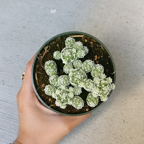 Thimble Cactus Mammillaria Cactus Gracilis Fragilis Succulent (4 inch)