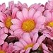 AKORD Approx 100pcs Artificial Gerbera Daisy Silk Flowers Heads for DIY Wedding Party (Dark Pink)