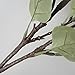 Eucalyptus Leaves Artificial leaf Artificial Greenery Silver Dollar Eucalyptus Leaf Spray in Green Artificial Greenery Holiday Greens Christmas Greenery Leaves for Wedding Party Home Decor, 25.6