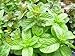 Berries & Cream Mint Live Plant