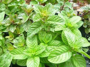 Berries & Cream Mint Live Plant