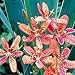 Outsidepride Blackberry Lily - 100 Seeds