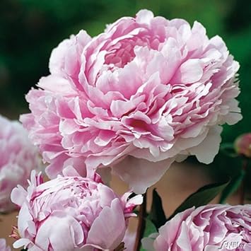 Pfingstrose Sarah Bernhardt - Rose stark duftend und winterhart