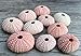 Nautical Crush Trading Sea Urchins Shells for Air Plants - 10 Pink (1-2